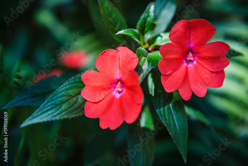 a red impatiens plant, likely a variety of New Guinea impatiens such as 'SunPatiens', Panama, Central America 
