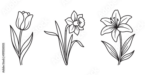 Three hand-drawn spring flowers including a tulip, daffodil, and lily presented as a set of minimalist black line art illustrations for botanical or floral design concepts