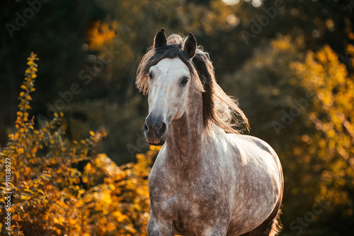 Spanischer Apfelschimmel