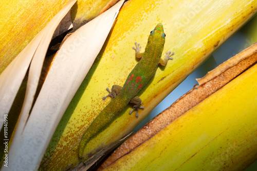 Closeup of a colorful gold dust day gecko rests on a fan palm leaf in Kona on the Big Island of Hawaii

