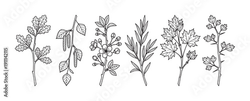 Hand-drawn botanical illustrations of various tree branches including oak, birch with catkins, cherry blossom, rosemary, maple, and a thorny sprig in a minimalist line art style