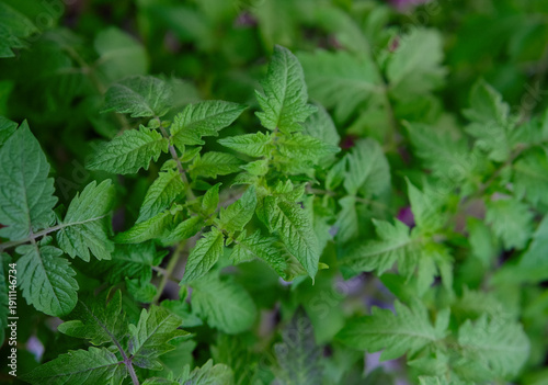 Wallpaper Mural Close-up of healthy green tomato seedlings, spring preparation for planting
 Torontodigital.ca