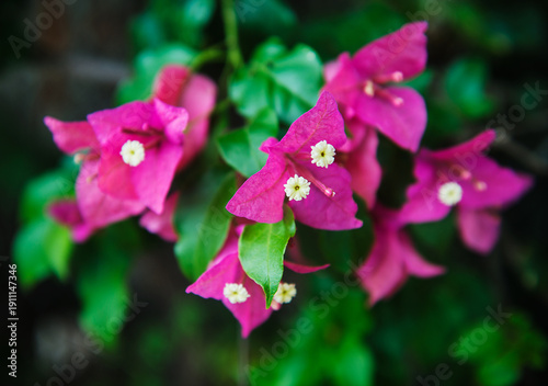 Bougainvillea plant, a genus of thorny ornamental vines, bushes, or trees known for their colorful, papery bracts