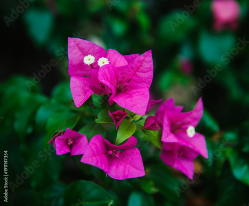 Bougainvillea plant, a genus of thorny ornamental vines, bushes, or trees known for their colorful, papery bracts