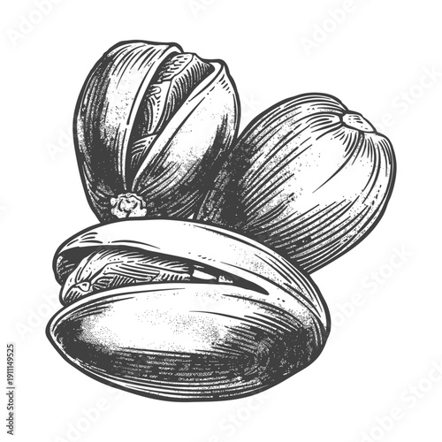 Three pistachio nuts shown in a detailed monochrome artistic drawing
