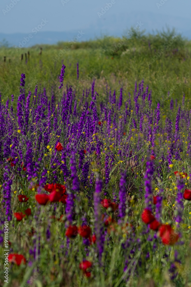 Fototapeta premium A beautiful scenic shot of a wildflower meadow featuring tall purple larkspur and bright red poppies against a soft green background.