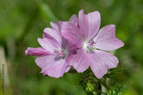 Photos Close up of musk mallow (malva moschata) flowers