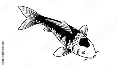 Elegant black and white koi carp illustration isolated on white background