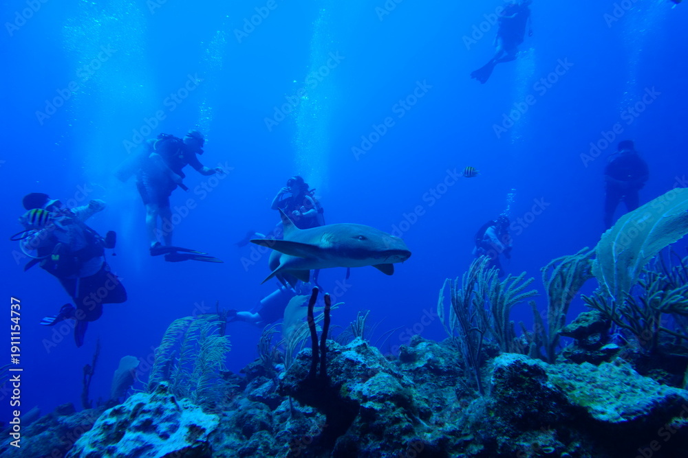Fototapeta premium Shark among divers
