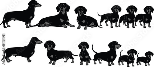 Dachshund dog silhouette collection, standing sitting lying poses, cute pet vector set for animal design, illustration, branding