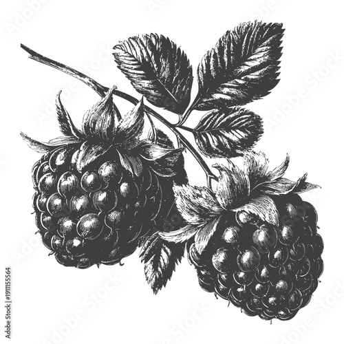 Detailed black and white illustration of two ripe blackberries on branch