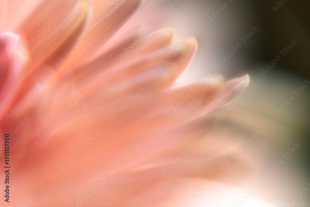 Fototapeta premium Soft focus macro of peach flower petal tips. Gentle ethereal nature background for calm and serene digital experiences.