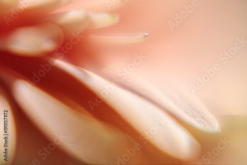 Vertical macro of soft peach petals in soft focus. Gentle organic texture background for holistic beauty and wellness design.