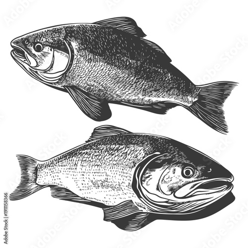 Two detailed artistic illustrations depicting different types of fish