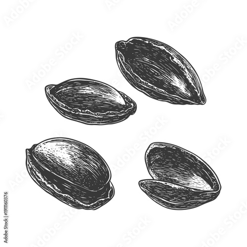 Four Vintage Illustrations Depicting Shelled and Unshelled Pistachio Nuts