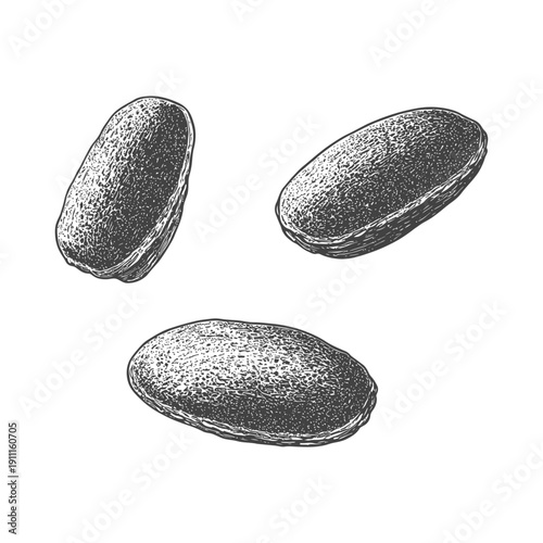 Detailed illustration depicts three oblong shaped seed like objects