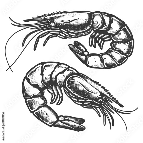 Two detailed black and white shrimp illustrations on a white backdrop