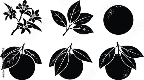 Black and white of citrus fruits and leaves