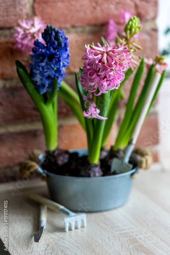 Fresh floral home decor, Easter holiday preparation. Hyacinth bright pink, violet flowers with bulbs in metal pot. Gardening tools, leisure and hobby concept. Wooden background, springtime