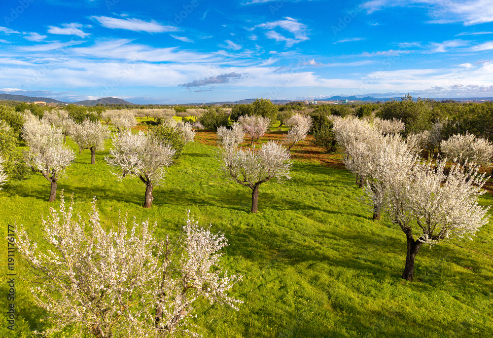 Fototapeta premium Almond blossom on Mallorca during Spring