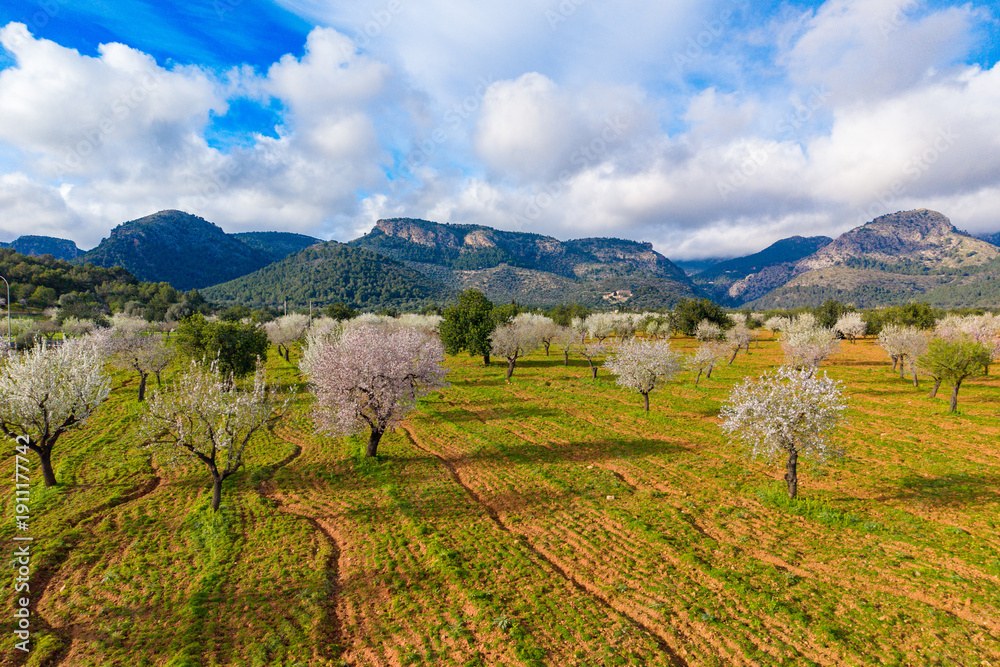 Fototapeta premium Almond blossom on Mallorca during Spring