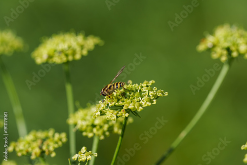 Foto Syrphid fly or hoverfly