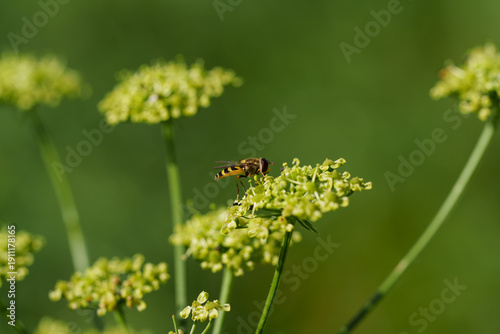 Tableau sur toile Syrphid fly or hoverfly