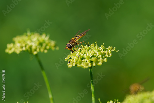 Obraz na płótnie Syrphid fly or hoverfly