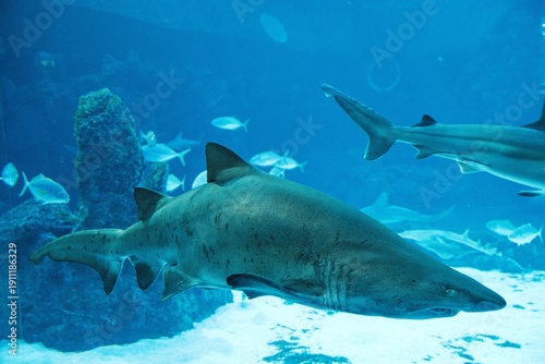 Shark swimming in a large salt water tank at the aquarium in Las Palmas Gran Canaria Spain