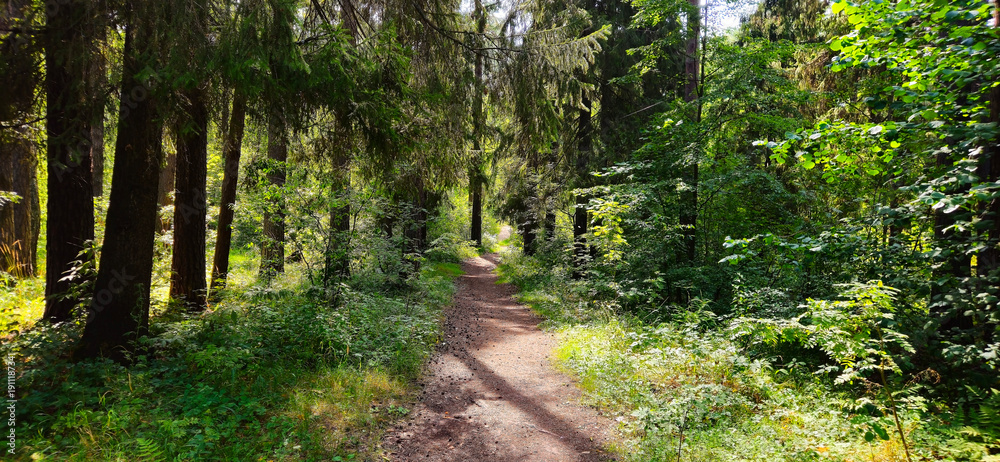Obraz premium country road in the forest