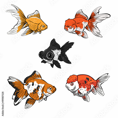Collection of hand drawn goldfish varieties with flowing fins and unique head shapes, vibrant orange and black colors, isolated on white background.