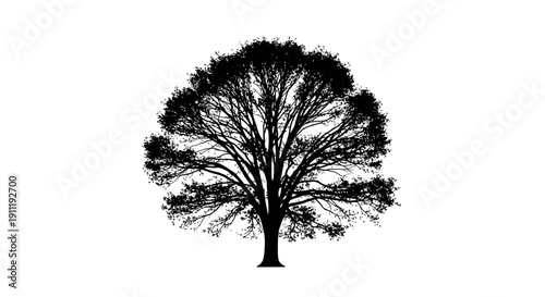 Black silhouette of a deciduous tree with intricate bare branches, isolated on a white background. Nature graphic element.