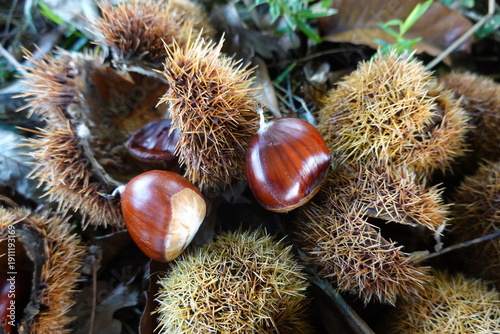 Obraz na płótnie Ripe chestnuts falling from spiky burrs in autumn forest