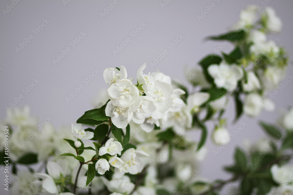 Fototapeta premium Soft daylight illuminates Philadelphus flowers in a vase.