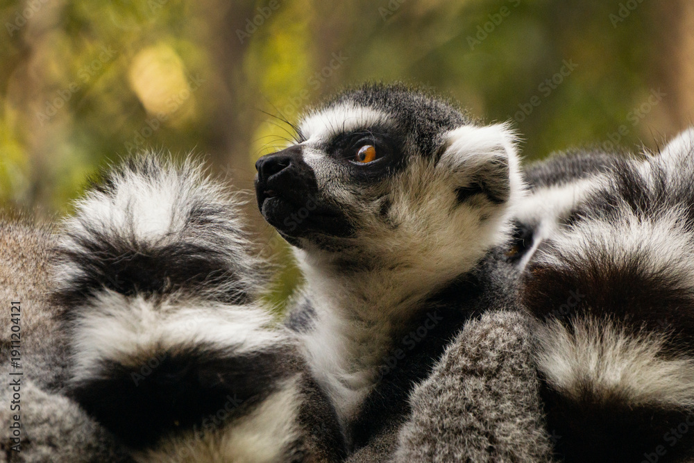Fototapeta premium Lemur. Rostro lemur.
