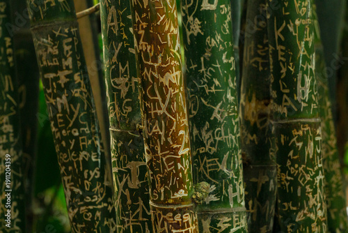 Bambu.