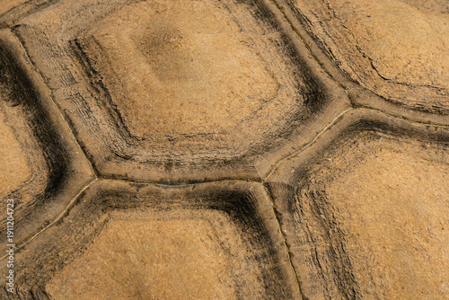 Textura tortuga. Caparazon tortuga