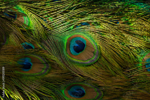 Pavo real. Textura pavo real.