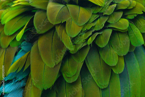 Bild auf Leinwand Textura Loro. Loro Plumas.