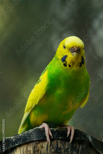 Cotorrito verde. Color verde.