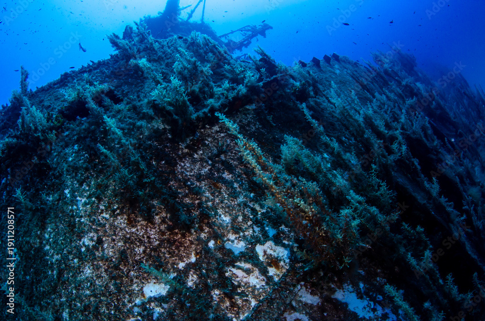 Obraz premium Side Wall of P29 Wreck Covered in Marine Vegetation, Malta