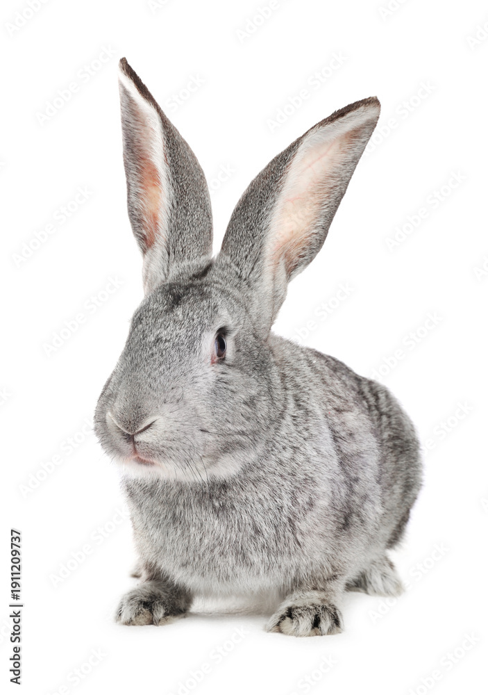 Obraz premium Cute fluffy Easter bunny isolated on white