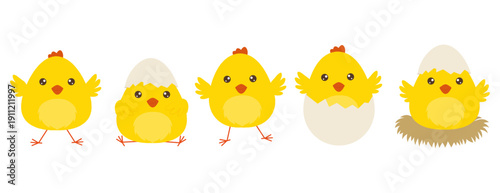 Cute cartoon yellow chicks set hatching from eggs in flat vector style