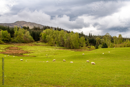 Spring Scottish landscape with wild field of fresh green grass, trees and mountains
