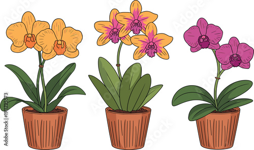 Colorful orchid flowers in pots, blooming indoor houseplants illustration, tropical floral decor, elegant botanical vector design, isolated on white background