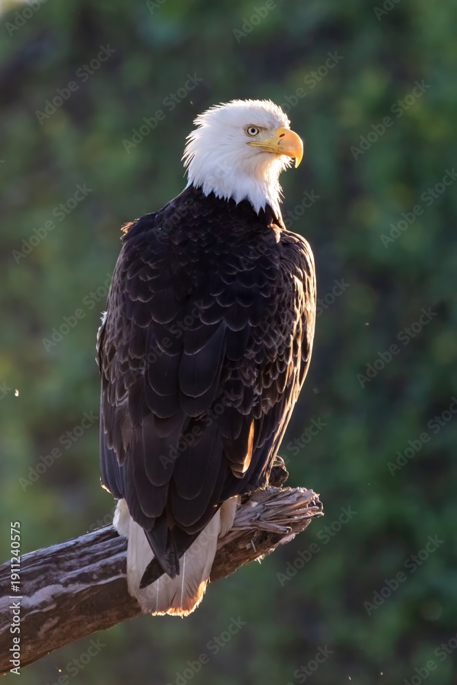 Fototapeta premium Adult Bald Eagle Perched on Log in British Columbia Wilderness