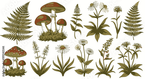 Vintage Botanical Illustrations of Mushrooms and Plants.