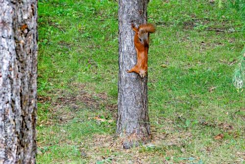 Принти на полотні Eurasian red squirrel moving headfirst down pine trunk demonstrating arboreal ad