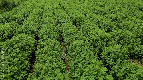 Aerial view of lemon balm plantations with bright green leaves growing thickly, highlighting their texture and rich foliage in a natural outdoor setting in Bulgaria.