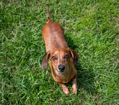 Foto Duke The Dachshund